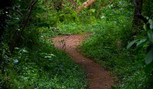 Preview wallpaper trail, forest, trees, grass, landscape