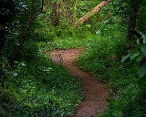 Preview wallpaper trail, forest, trees, grass, landscape