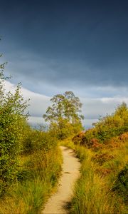 Preview wallpaper trail, grass, bushes, greenery, nature