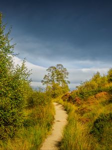 Preview wallpaper trail, grass, bushes, greenery, nature