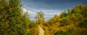 Preview wallpaper trail, grass, bushes, greenery, nature