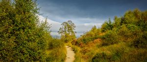 Preview wallpaper trail, grass, bushes, greenery, nature