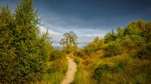 Preview wallpaper trail, grass, bushes, greenery, nature