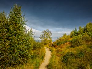 Preview wallpaper trail, grass, bushes, greenery, nature