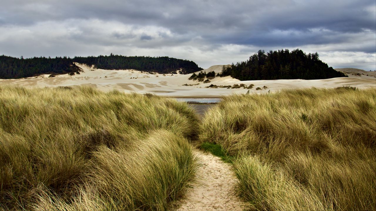 Wallpaper trail, grass, shore, trees