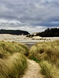 Preview wallpaper trail, grass, shore, trees