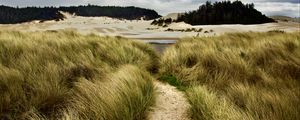 Preview wallpaper trail, grass, shore, trees