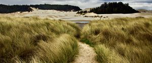 Preview wallpaper trail, grass, shore, trees