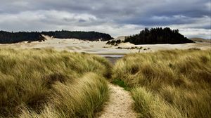 Preview wallpaper trail, grass, shore, trees