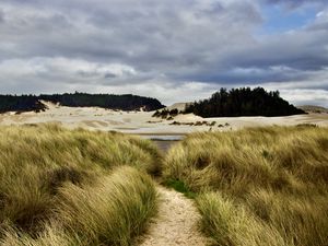 Preview wallpaper trail, grass, shore, trees