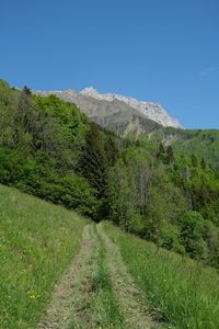 Preview wallpaper trail, grass, trees, mountains