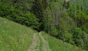 Preview wallpaper trail, grass, trees, mountains