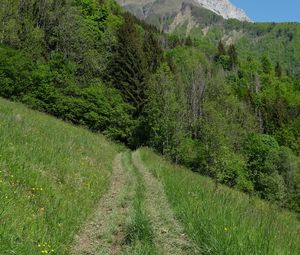 Preview wallpaper trail, grass, trees, mountains