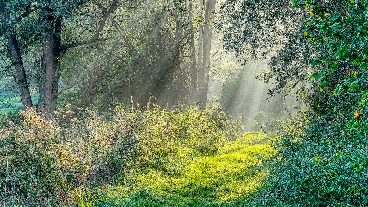 Wallpaper trail, grass, trees, sunshine