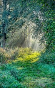 Preview wallpaper trail, grass, trees, sunshine