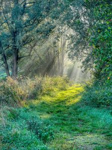 Preview wallpaper trail, grass, trees, sunshine