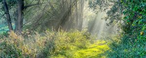 Preview wallpaper trail, grass, trees, sunshine