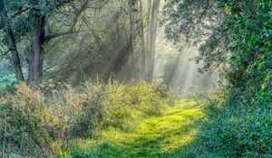 Preview wallpaper trail, grass, trees, sunshine