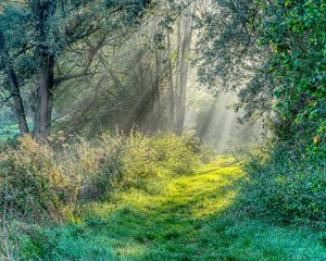 Preview wallpaper trail, grass, trees, sunshine