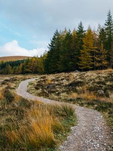 Preview wallpaper trail, grass, trees, forest, landscape