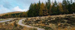 Preview wallpaper trail, grass, trees, forest, landscape
