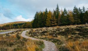Preview wallpaper trail, grass, trees, forest, landscape