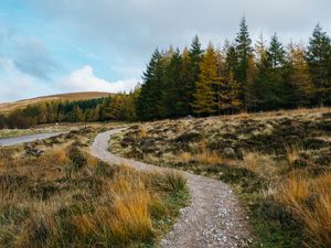 Preview wallpaper trail, grass, trees, forest, landscape
