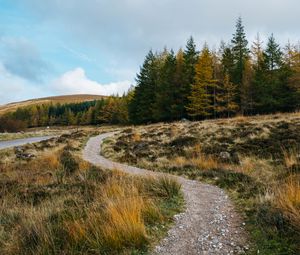 Preview wallpaper trail, grass, trees, forest, landscape