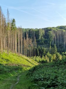 Preview wallpaper trail, hills, trees, nature