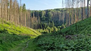 Preview wallpaper trail, hills, trees, nature