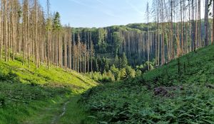 Preview wallpaper trail, hills, trees, nature