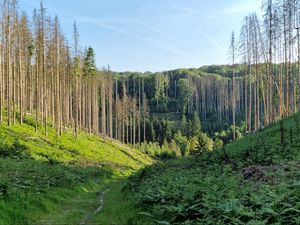 Preview wallpaper trail, hills, trees, nature