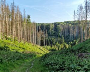 Preview wallpaper trail, hills, trees, nature