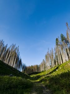 Preview wallpaper trail, hills, trees, landscape