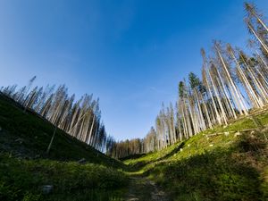 Preview wallpaper trail, hills, trees, landscape