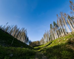 Preview wallpaper trail, hills, trees, landscape
