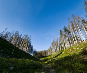 Preview wallpaper trail, hills, trees, landscape
