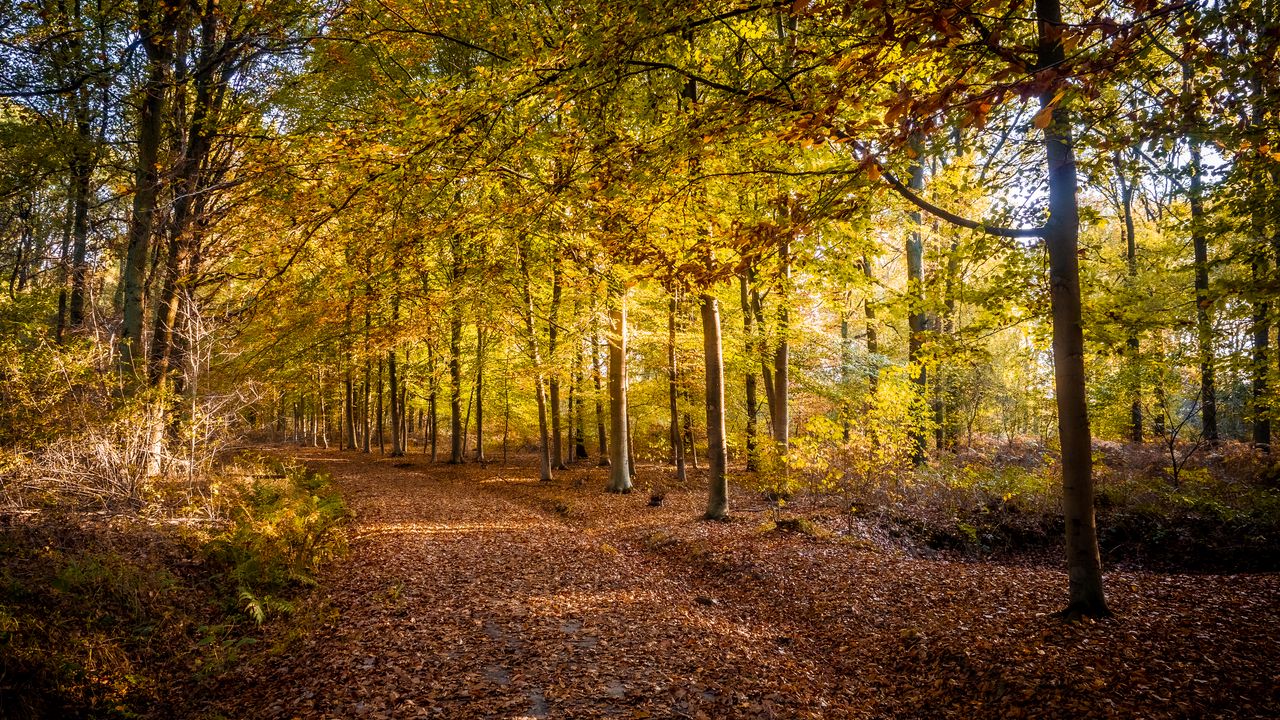 Wallpaper trail, leaves, autumn, trees