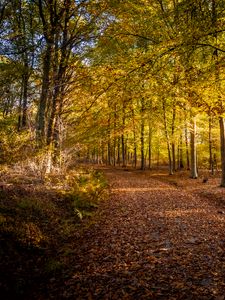 Preview wallpaper trail, leaves, autumn, trees