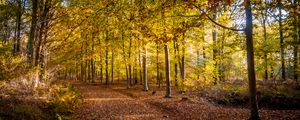Preview wallpaper trail, leaves, autumn, trees