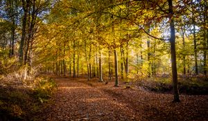 Preview wallpaper trail, leaves, autumn, trees