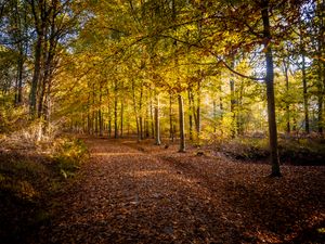 Preview wallpaper trail, leaves, autumn, trees
