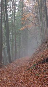 Preview wallpaper trail, leaves, dry, forest, autumn