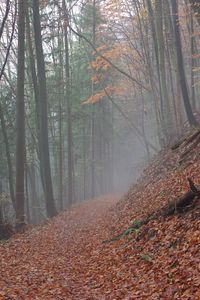 Preview wallpaper trail, leaves, dry, forest, autumn