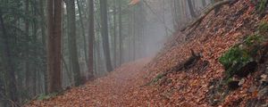 Preview wallpaper trail, leaves, dry, forest, autumn