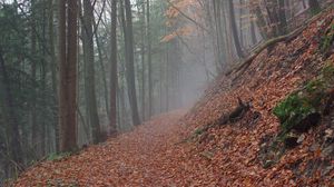 Preview wallpaper trail, leaves, dry, forest, autumn