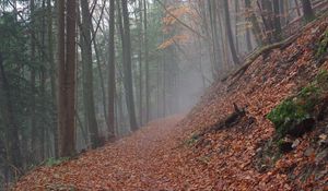 Preview wallpaper trail, leaves, dry, forest, autumn