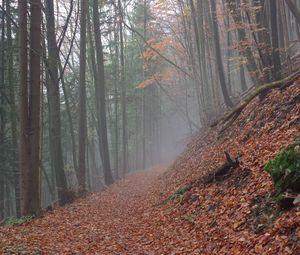 Preview wallpaper trail, leaves, dry, forest, autumn