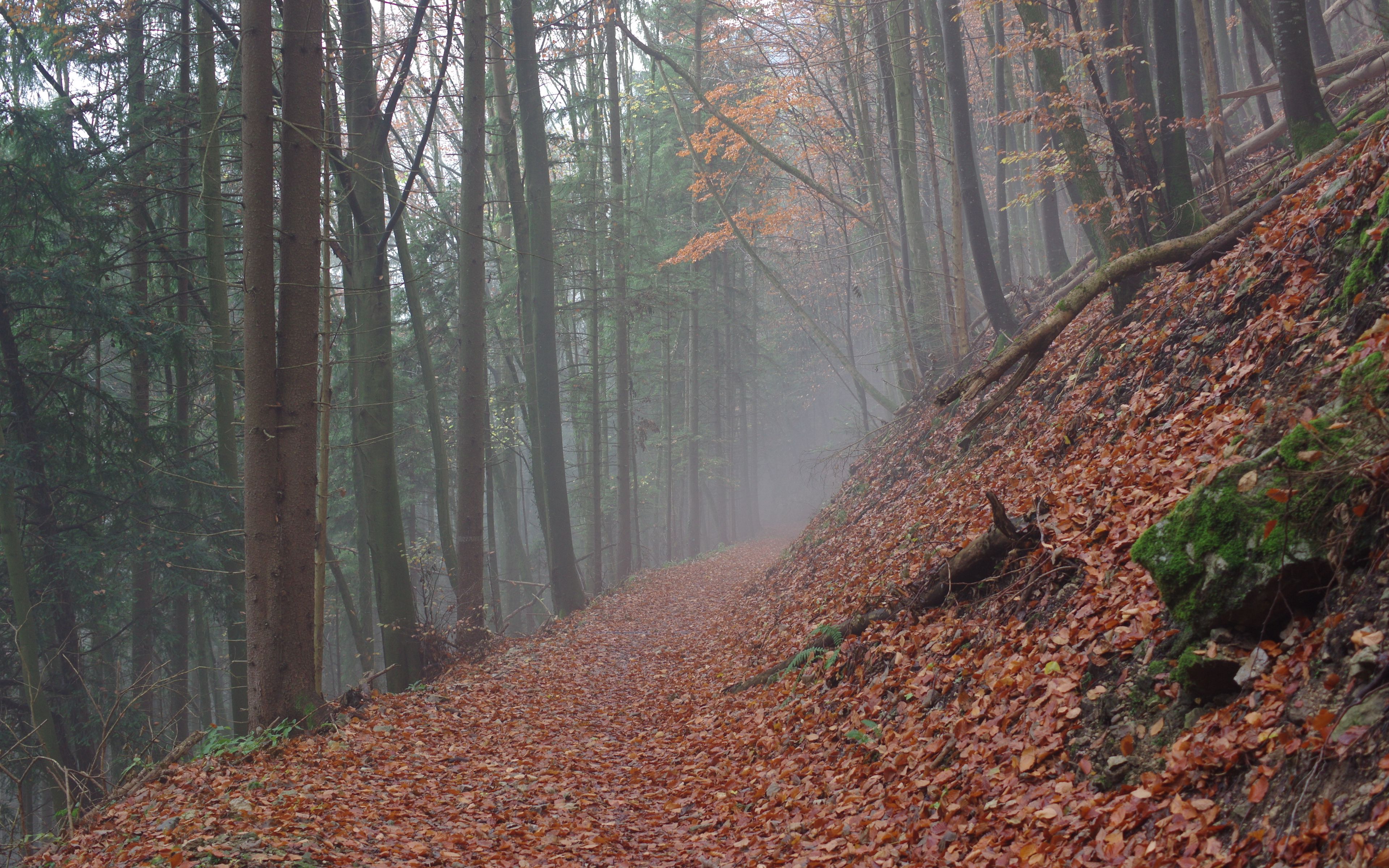 Leaves a trail. Сухие леса. Картина в интерьер тропа лес. Облетевшие листья на тропе. Dry Forest.