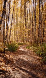 Preview wallpaper trail, leaves, dry, trees, autumn